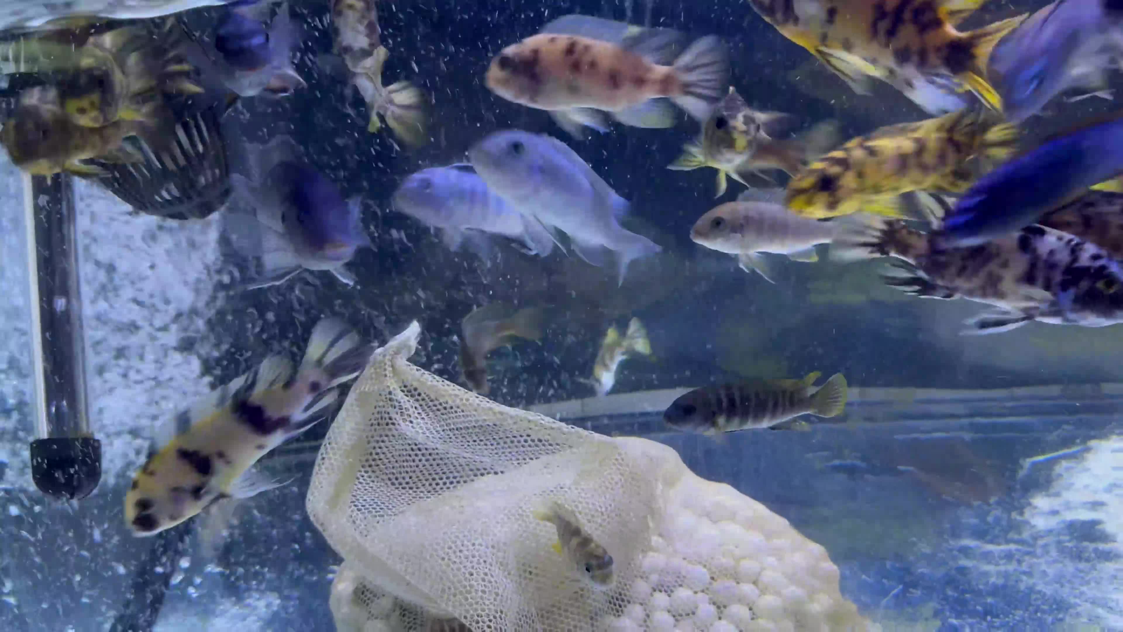 Cichlids fish for sale: Malawi rift lake cichlids  - Video 1