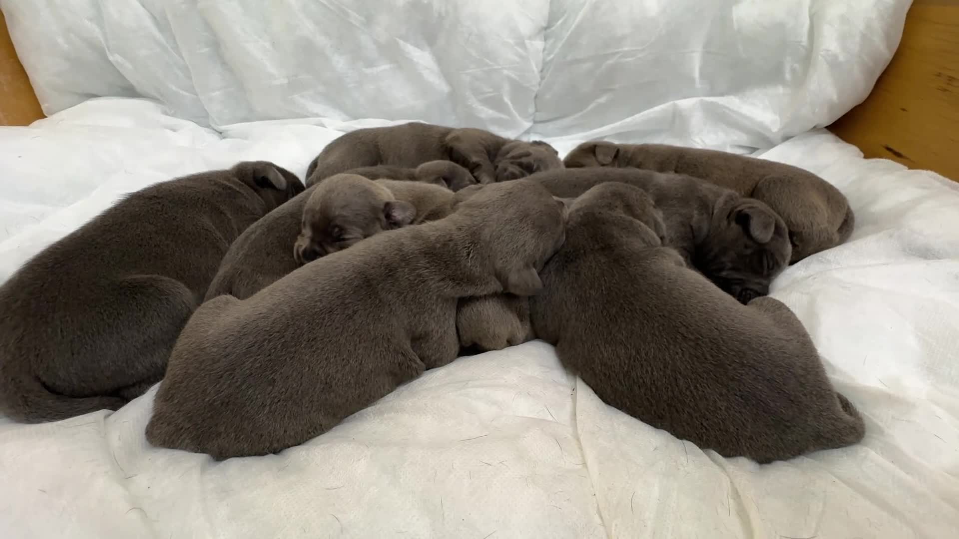 Staffordshire Bull Terrier dogs for sale: KC & DNA tested Staffordshire Bull Terrier Puppies - Video 1