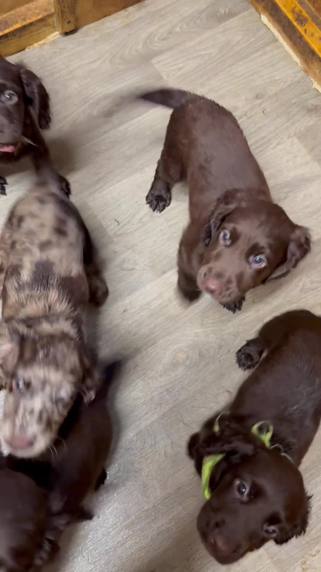 Cocker Spaniel dogs for sale: Chocolate merle and family - Video 1