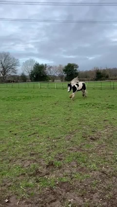 Other Breed horses for sale: Beautiful Gypsy Cob for Sale!! in Lichfield - Video 1