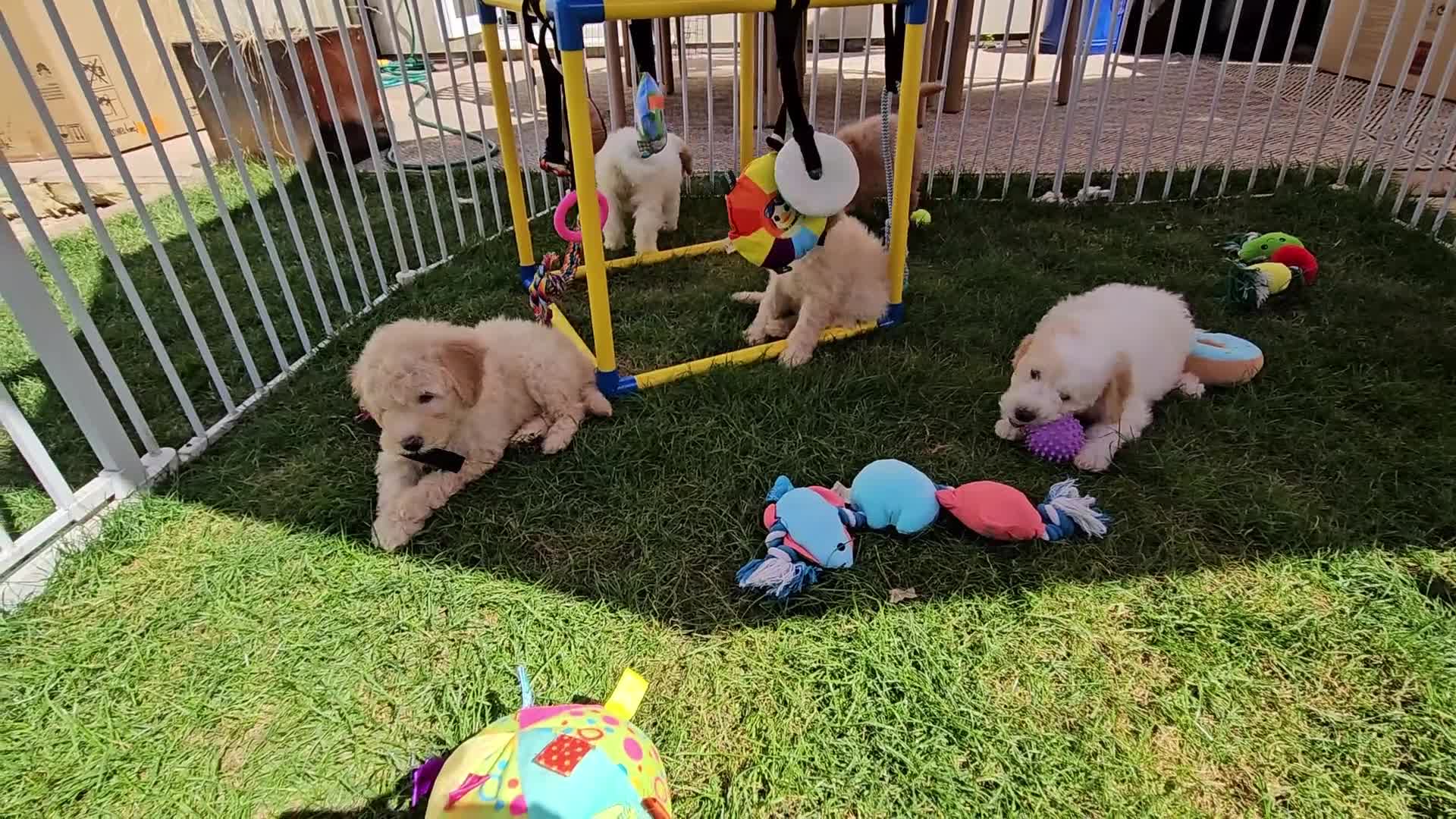 Mini Goldendoodle dogs for sale: F2B MINIATURE GOLDENDOODLES 🐾 FULLY VACCINATED ❤️ - Video 1