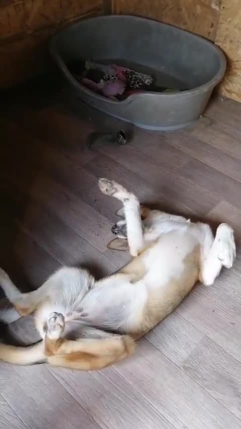 Mixed Breed dogs for adoption: 💖🐶 LISKA 🐶💖 - Video 3