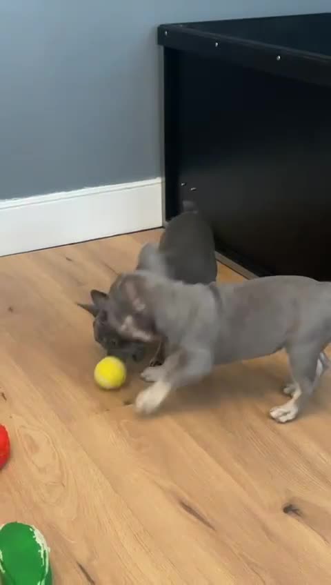 French Bulldog dogs for sale: Reduced Fench bulldogs open to closet offer - Video 1