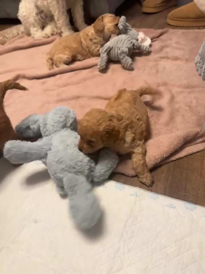 Cockapoo dogs for sale: Beautiful F2 Cockpoo in Sunderland - Video 3