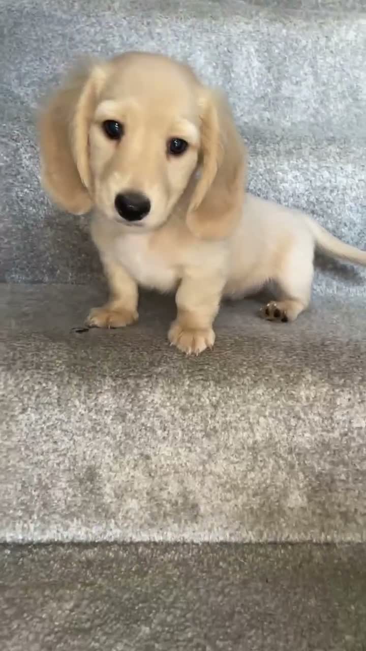 Miniature Dachshund dogs for sale: REDUCED READY NOW Longhair cream mini dachshund - Video 1
