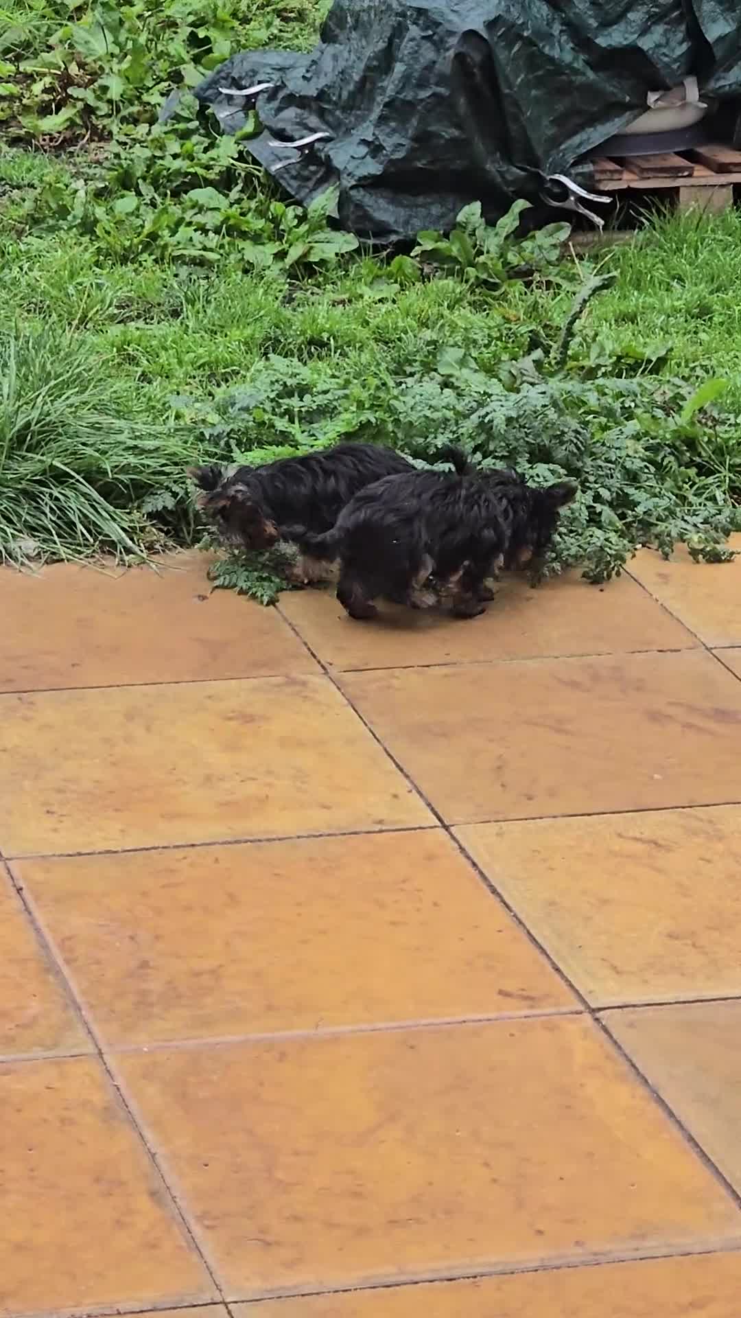 Yorkshire Terrier dogs for sale: Tiny gorgeous baby yorkies  - Video 1