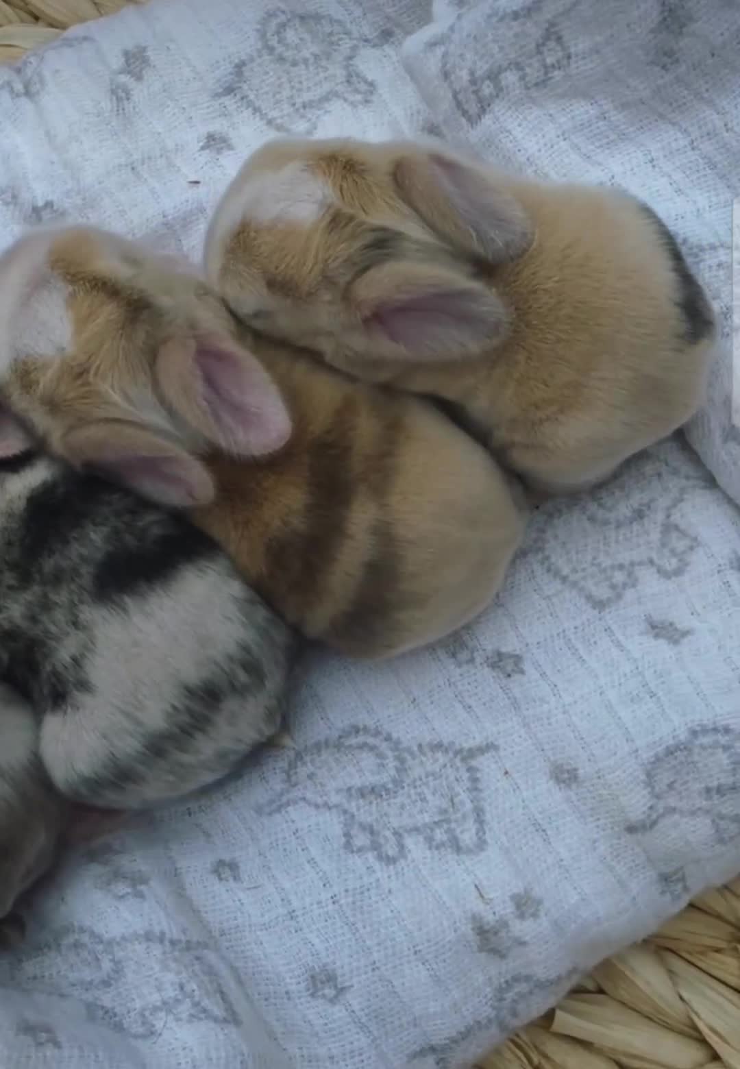 Mini Lop rabbits for sale: Stunning Harli Mini Lop Babies - Video 4