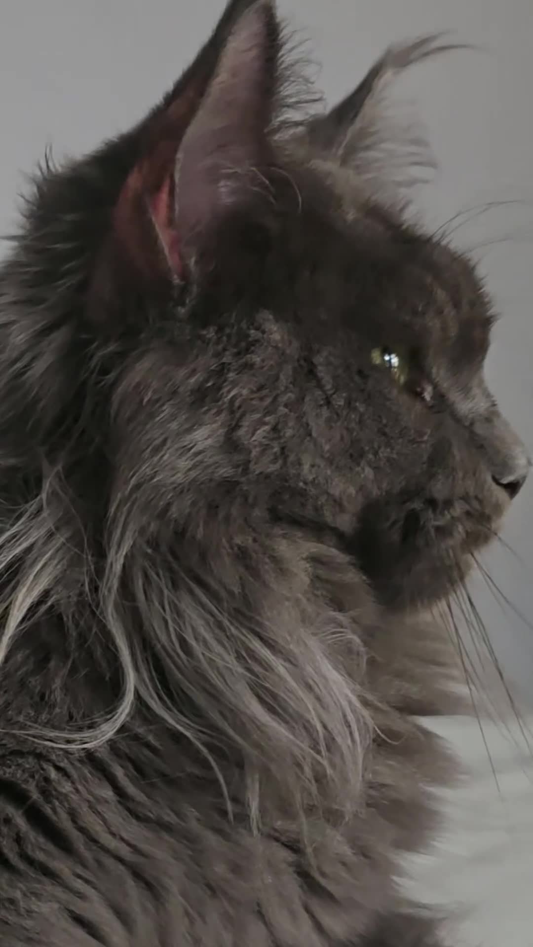 Maine Coon cats for sale: Mainecoon tica registered kittens shaded line - Video 1