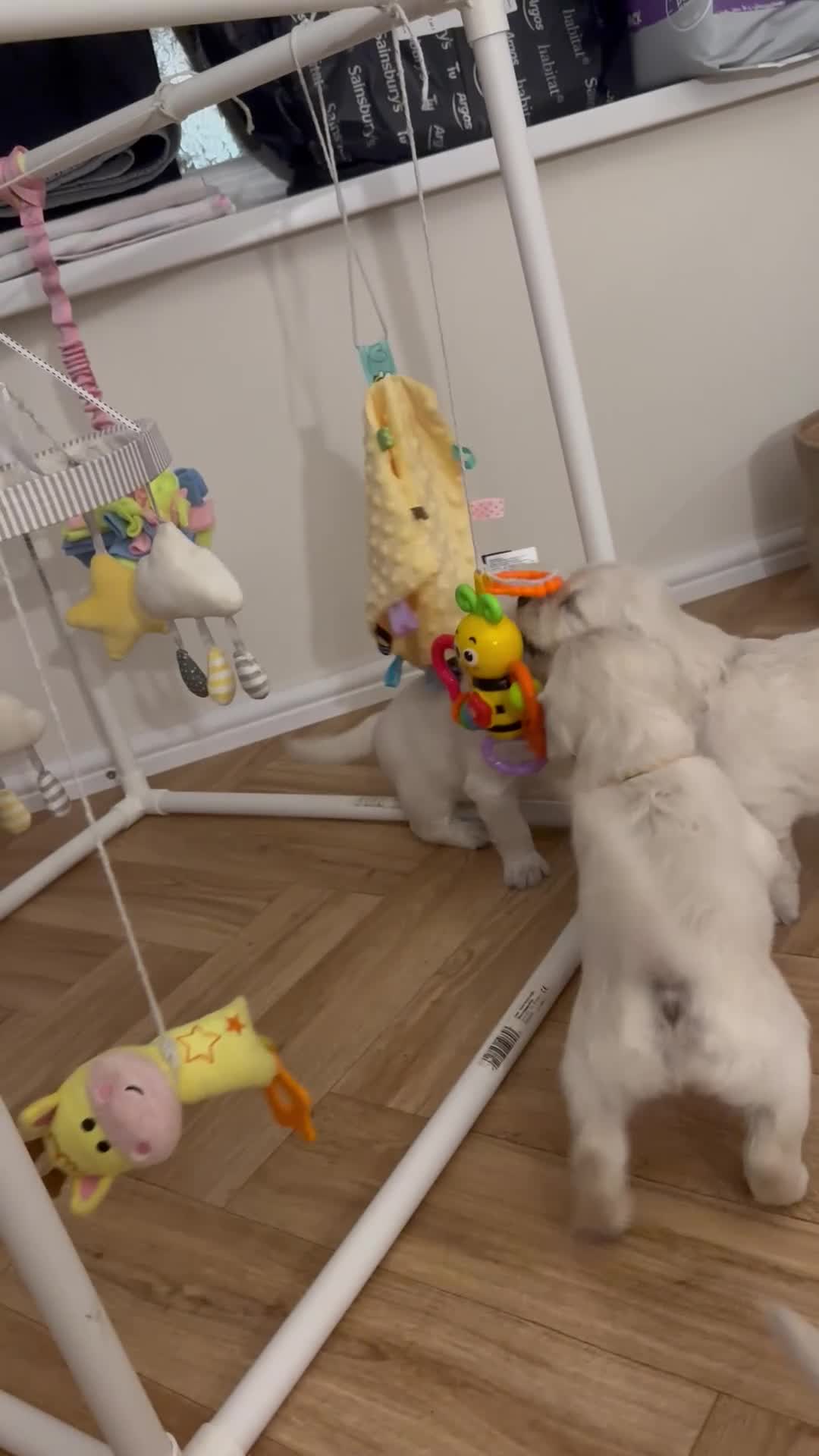 Golden Retriever dogs for sale: Beautiful kc reg cream golden retriever puppies - Video 2