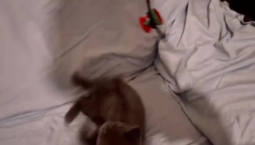 British Shorthair cats for sale: Gorgeous British blue kittens 🩶🤍🩵 - Video 1