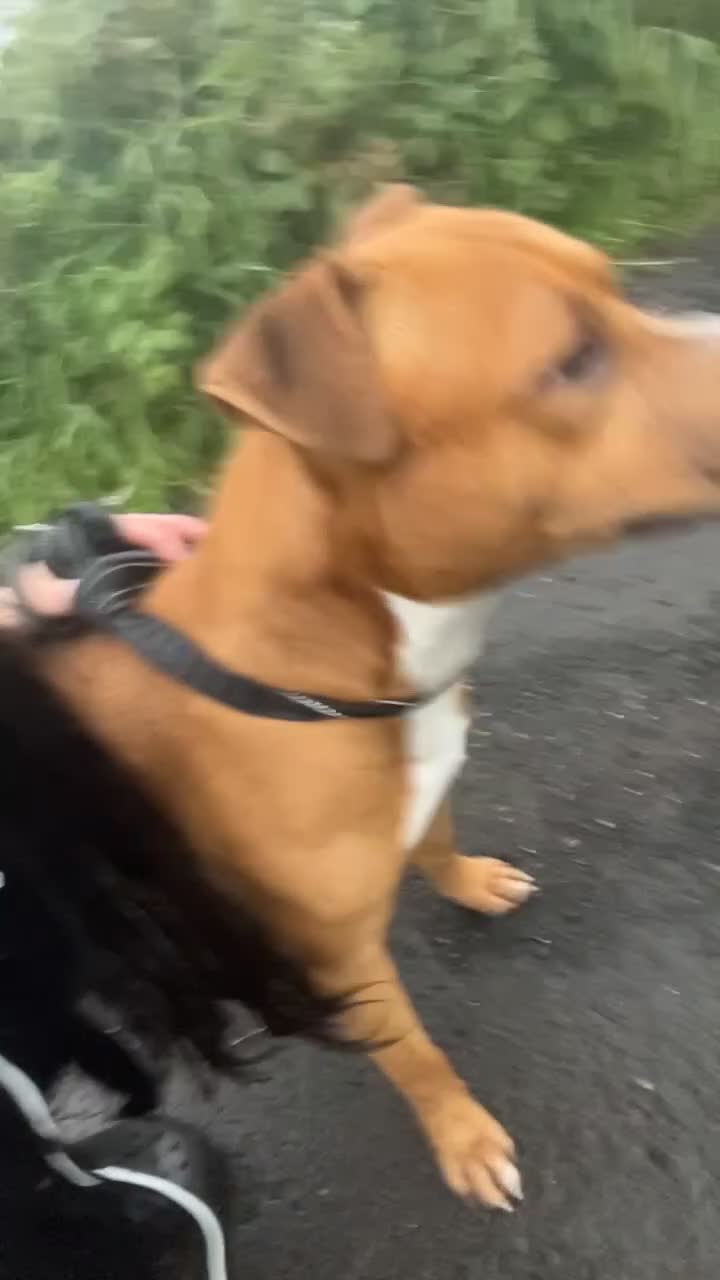 Staffordshire Bull Terrier dogs for stud: Staffordshire bull terrier for stud  - Video 1