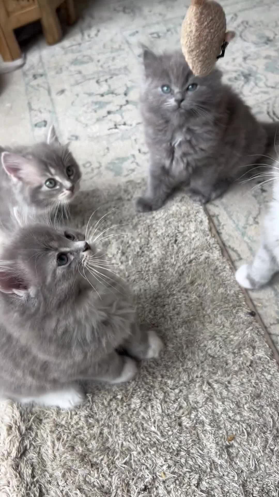 Ragdoll cats for sale:  Blue-lynx Ragdoll kittens pedigree bloodline  - Video 3