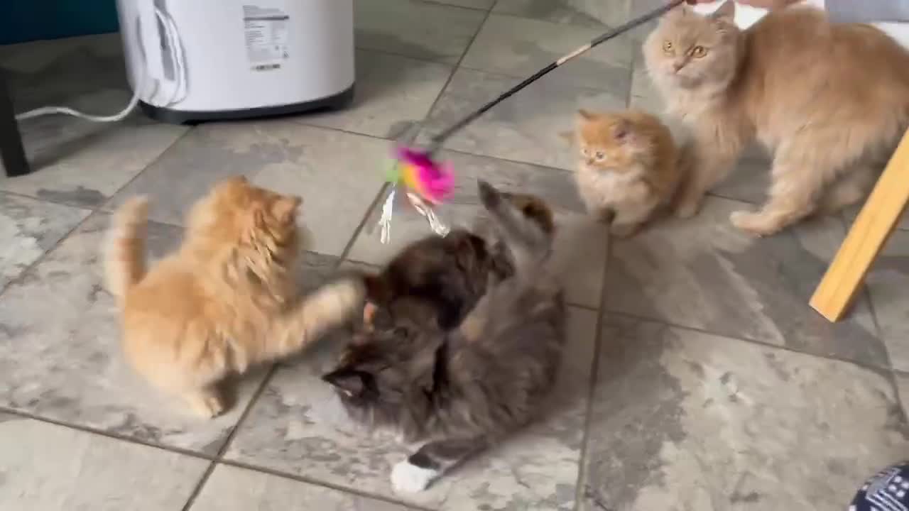 Mixed Breed cats for sale: 🎃 Cute Fluffy Kittens – Persian x BSH Mix - Video 2