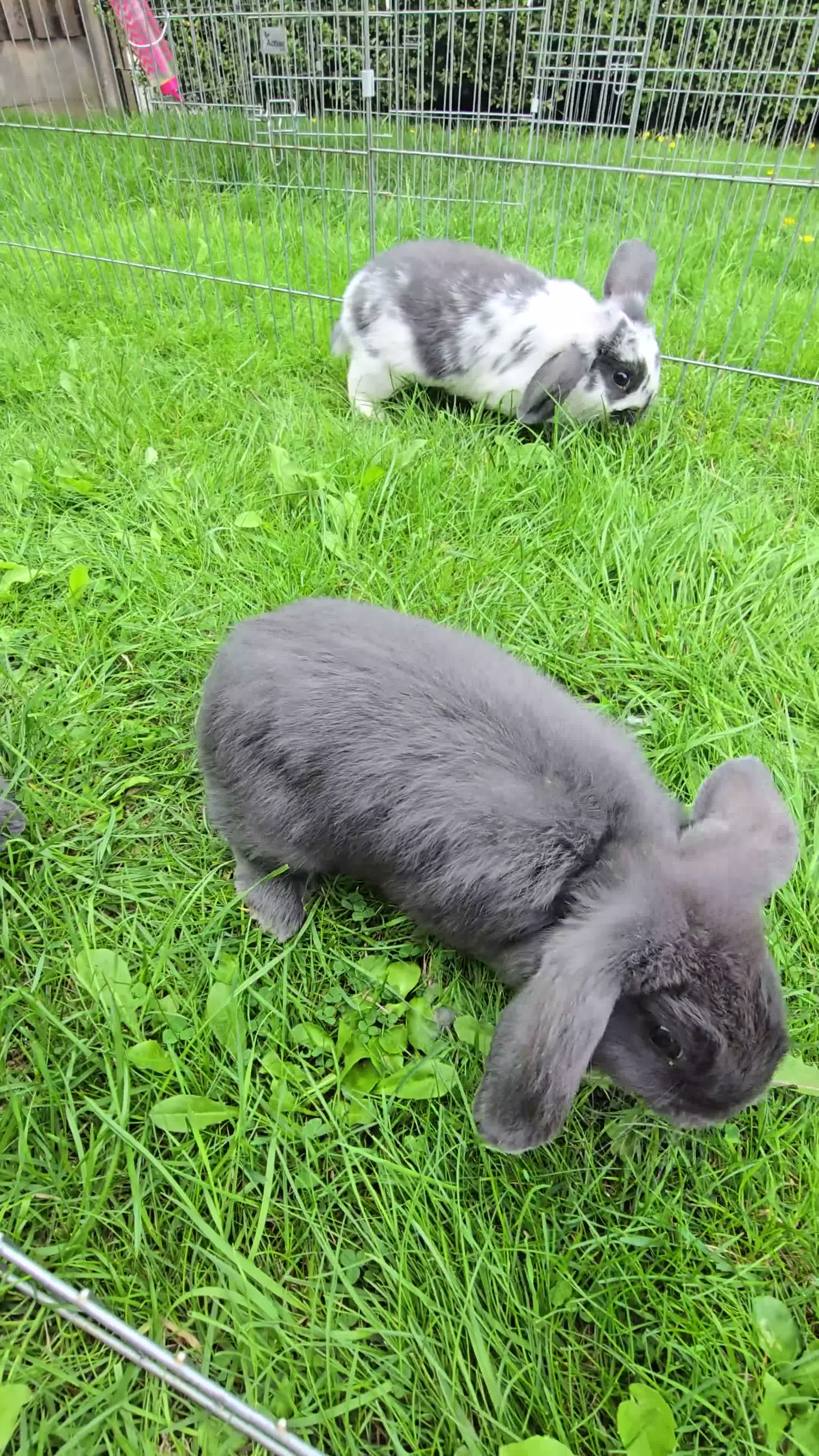 Mini Lop rabbits for sale: Mini lops, Grey & White, 2x Boys & 3x Girls - Video 1