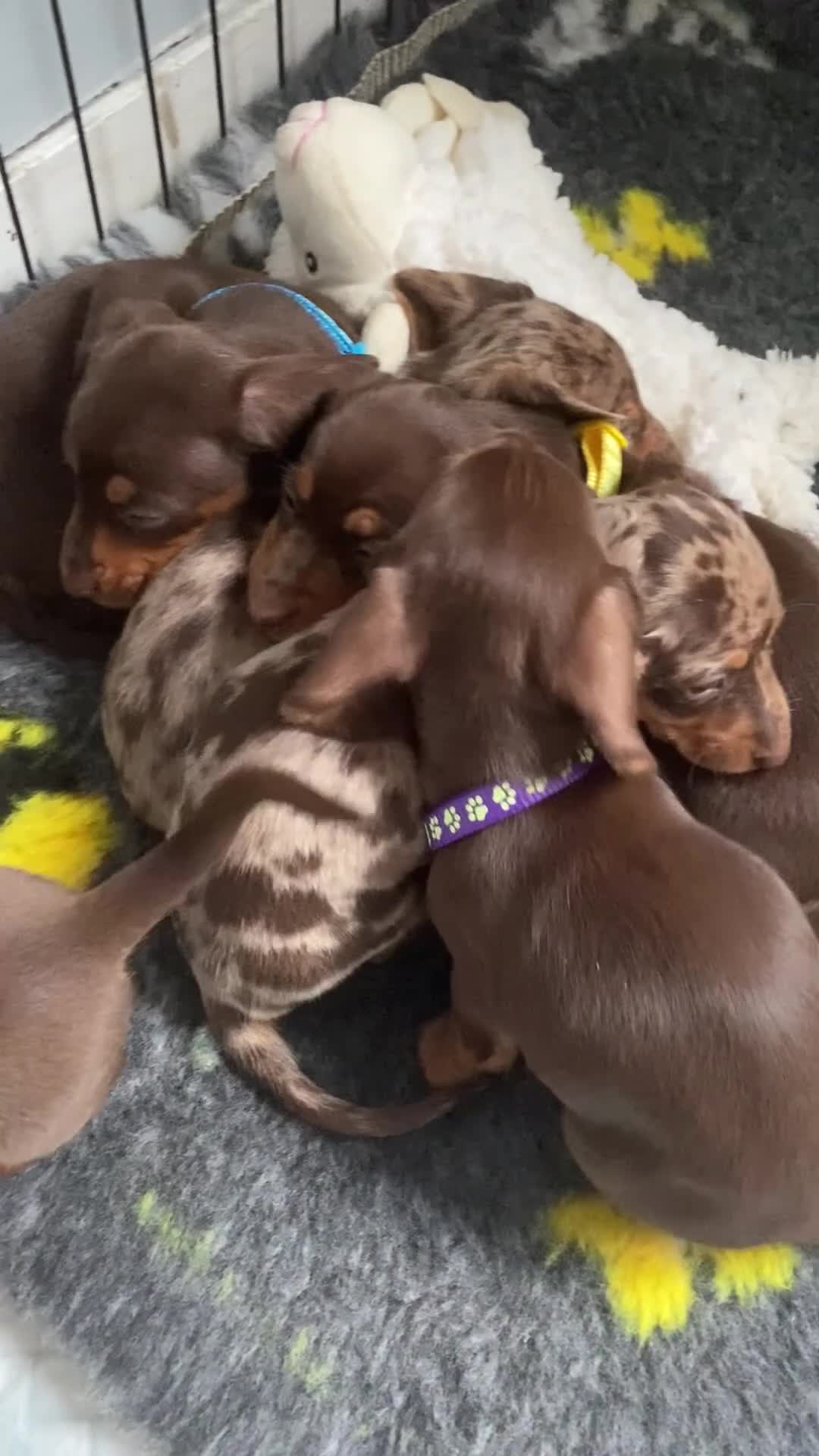 Miniature Dachshund dogs for sale: Reduced Kc miniature dachshund ready now - Video 3