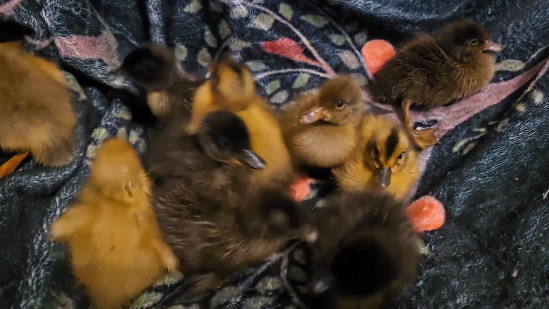 Ducks poultry for sale: Indian Runner Ducklings - Video 1