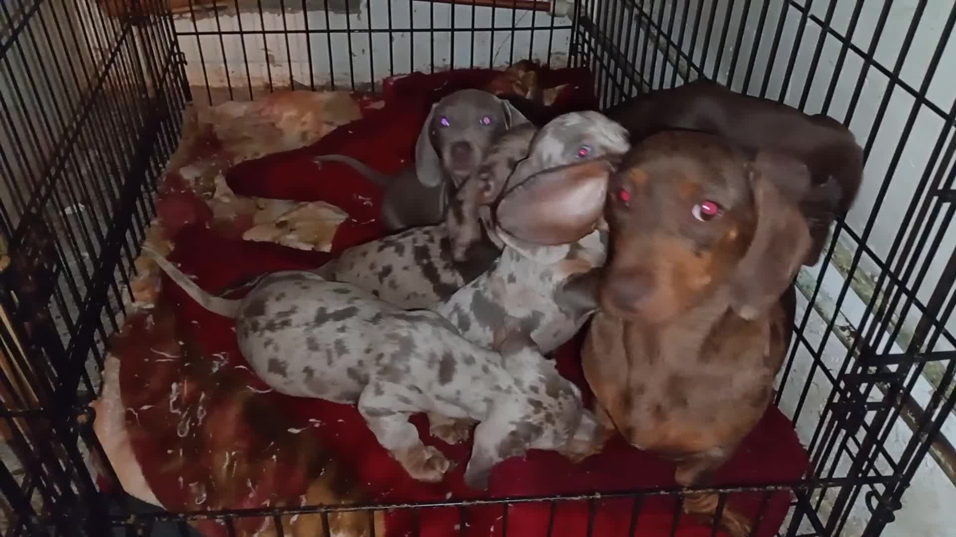 Miniature Dachshund dogs for sale: Mini Dachshunds - Rare Colours - KC Reg Dad - Video 1