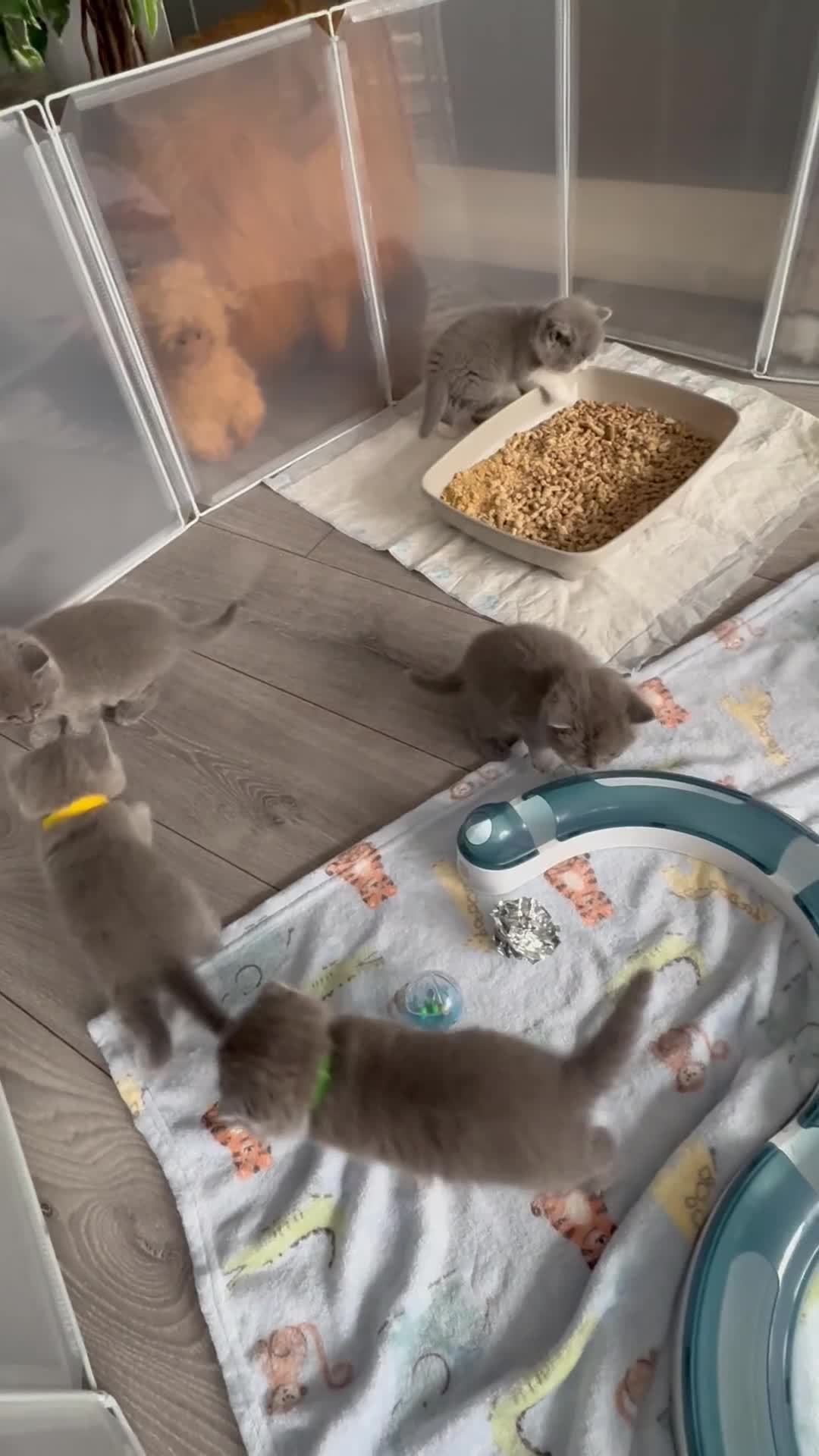 Scottish Fold cats for sale: Beautiful Scottish Kitten, Tica registered - Video 1