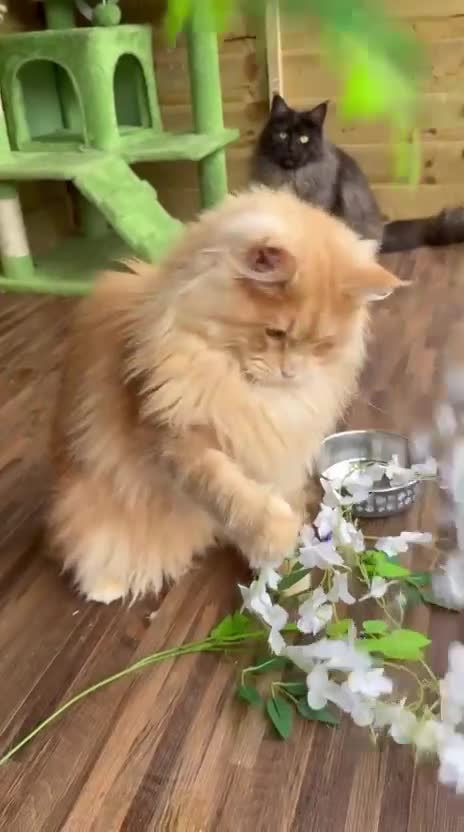 Maine Coon cats for sale: Stunning 2yr Pedigree Maine Coon Girl in Brentwood - Video 1