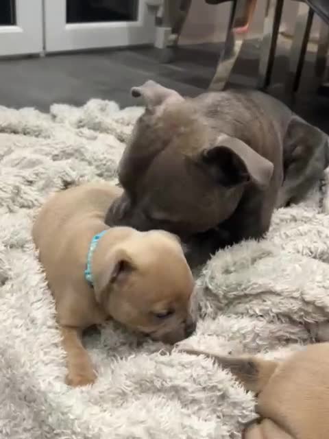 Staffordshire Bull Terrier dogs for sale: Blue fawn male pup - Video 2