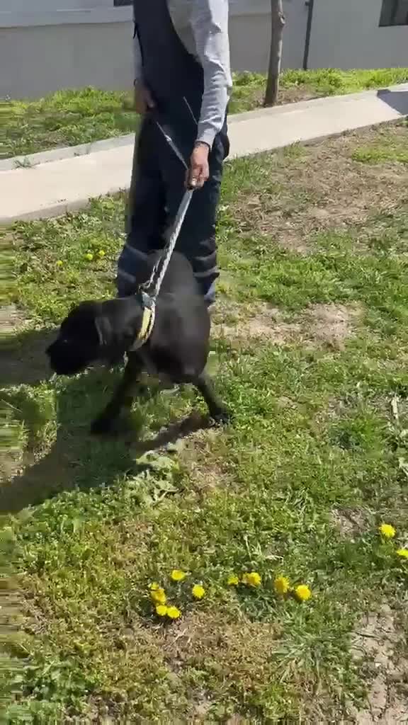 Mixed Breed dogs for adoption: 🐾 Ebony – Lovely compact Labrador Girl ❤️ - Video 1