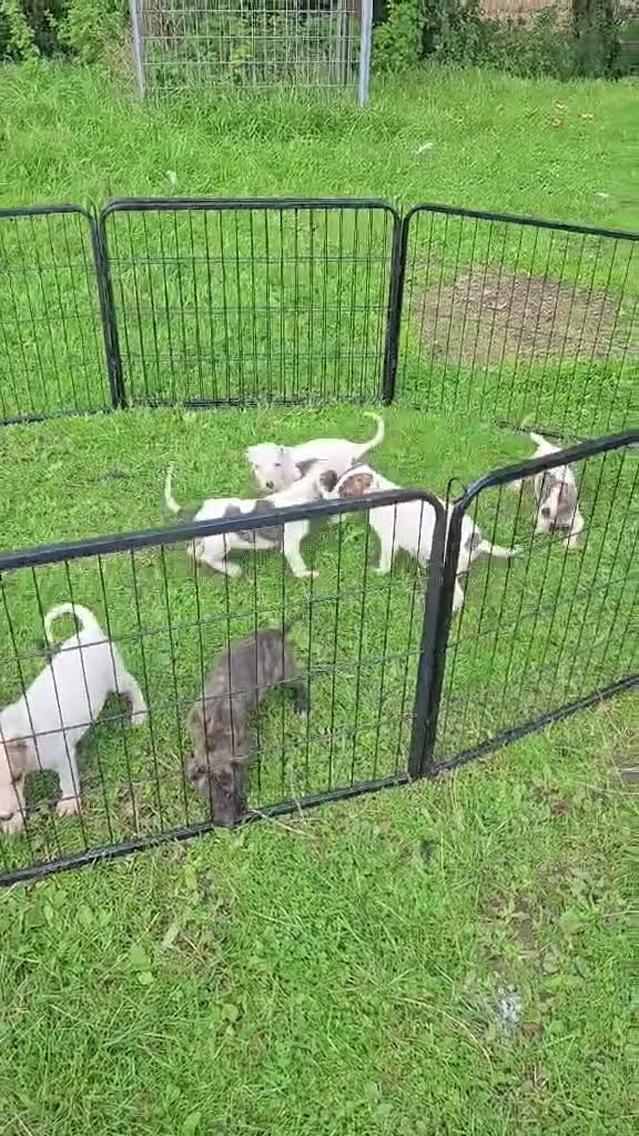 Lurcher dogs for sale: BEAUTIFUL LURCHER PUPS AVAILABLE  - Video 3