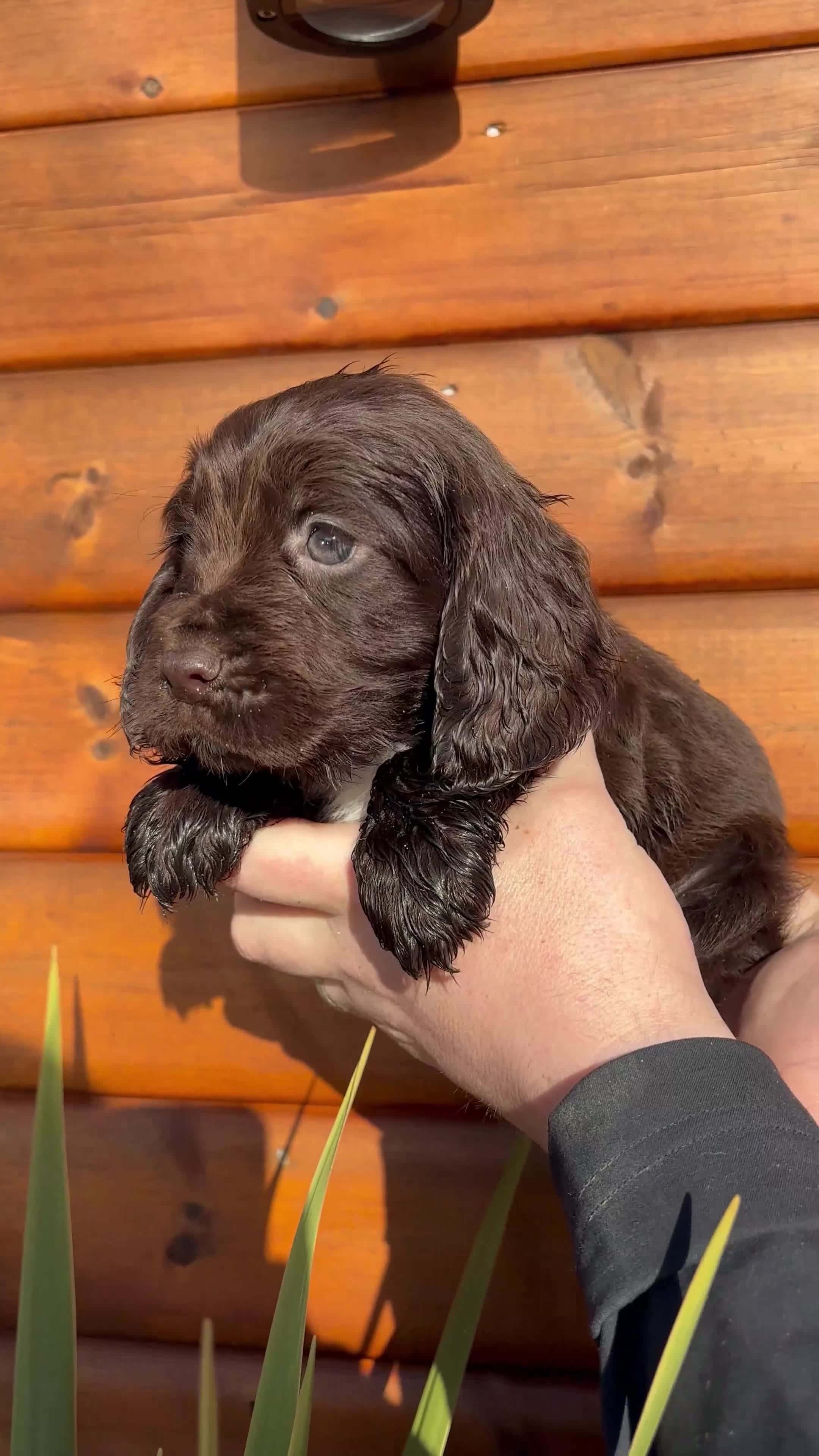 Cocker Spaniel dogs for sale: Cocker spaniel puppies  - Video 4