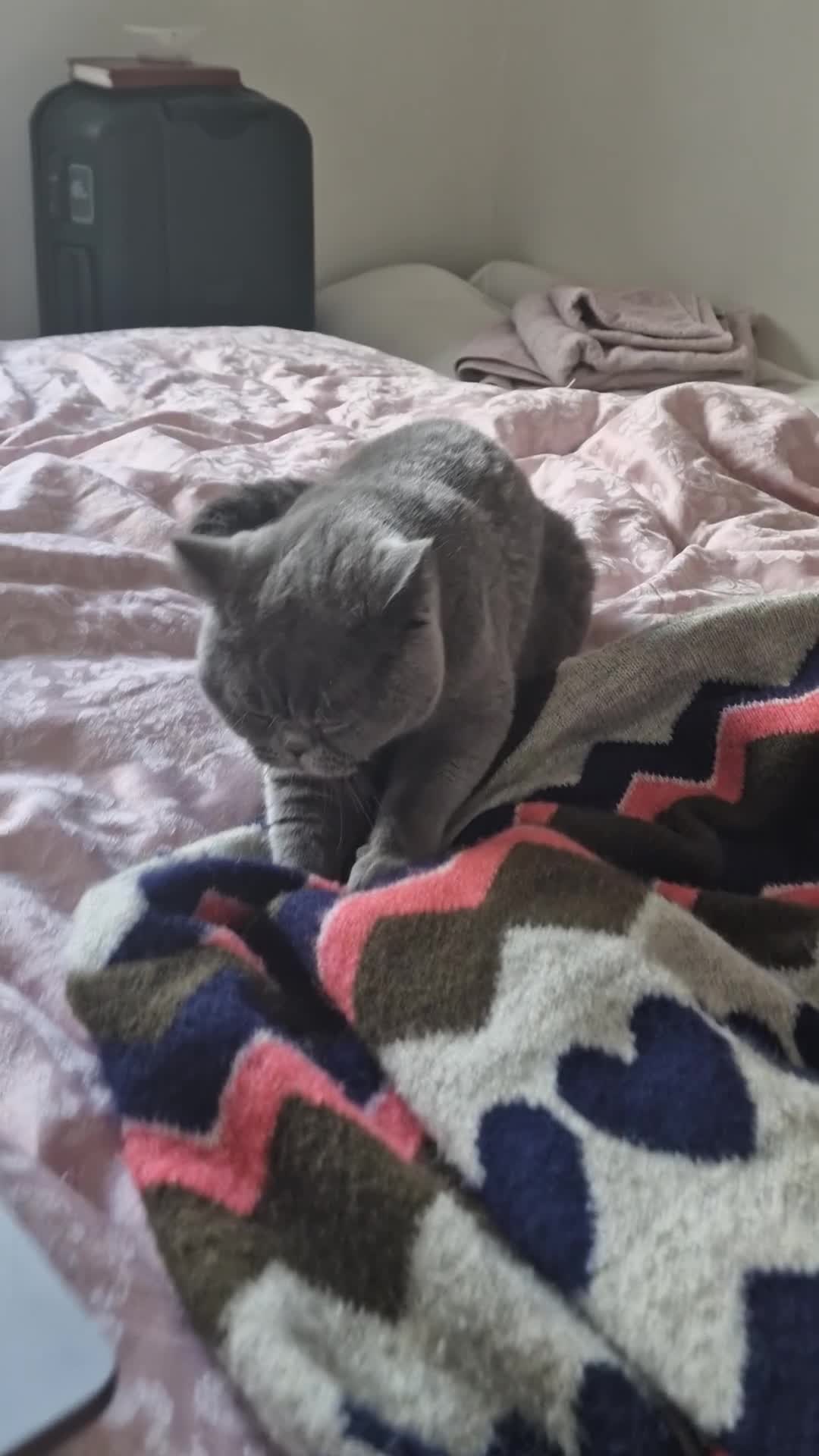 British Shorthair cats for sale: 4.5 year old female pure bred British blue - Video 5