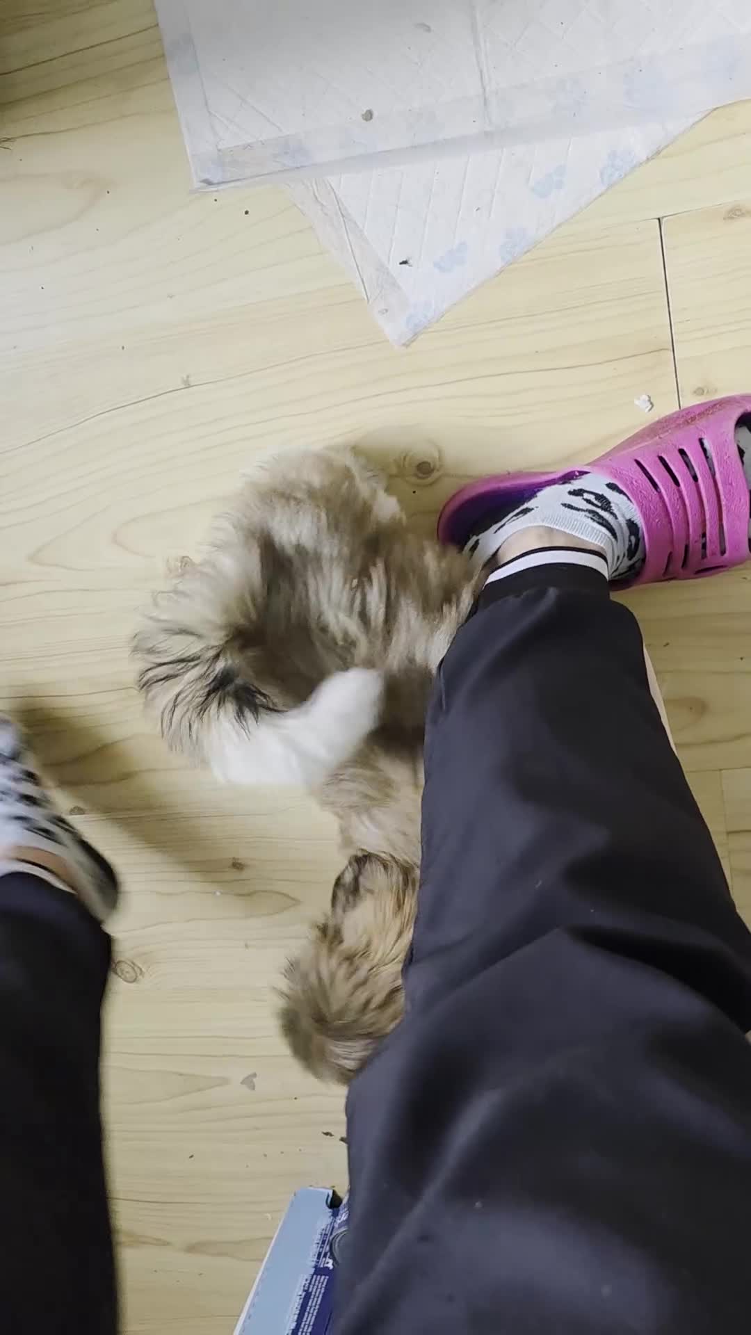 Shih Tzu dogs for sale: SHIH TZU GIRL and BOY PUPPIES TRICOLOUR READY NOW - Video 1
