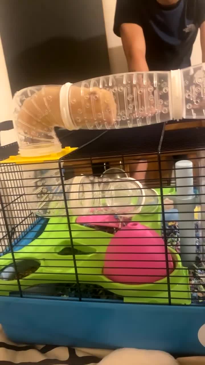 Hamster rodents for sale: Hunny the Syrian Hamster  - Video 1