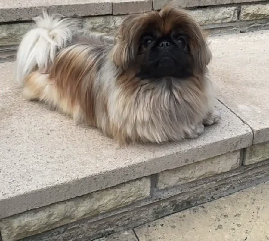Pekingese dogs for sale: Beautiful pure pedigree Pekingese puppies  - Video 2