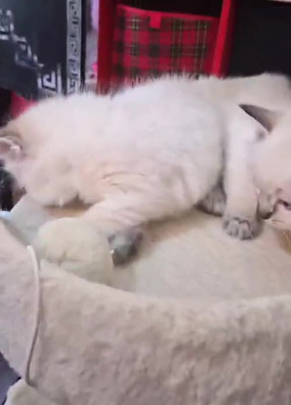 Ragdoll cats for sale:  Ragdoll Kittens –  - Video 1