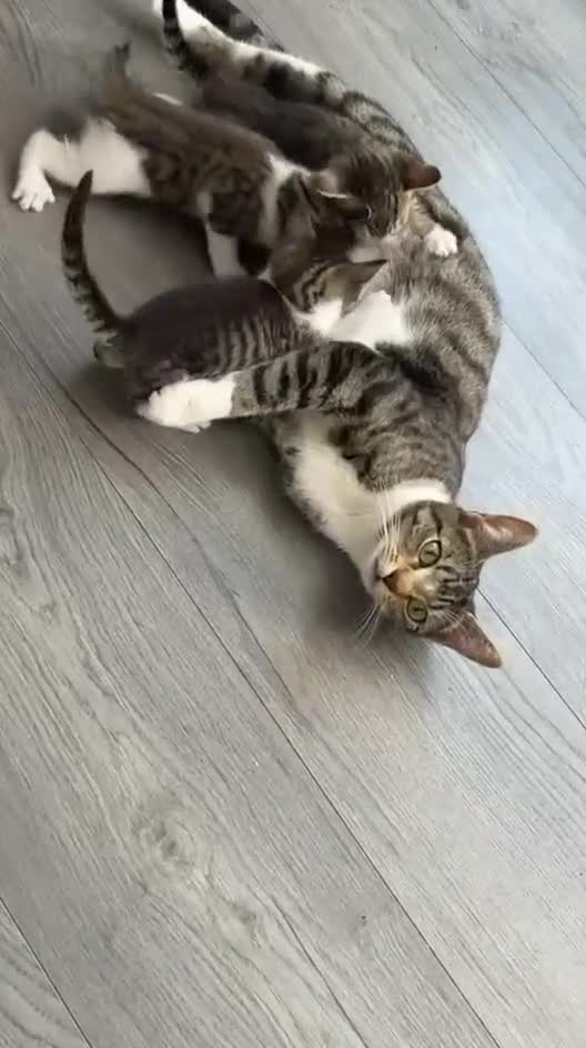 Bengal cats for sale:   😻  Adorable Bengal Mix Kittens 😸 - Video 3