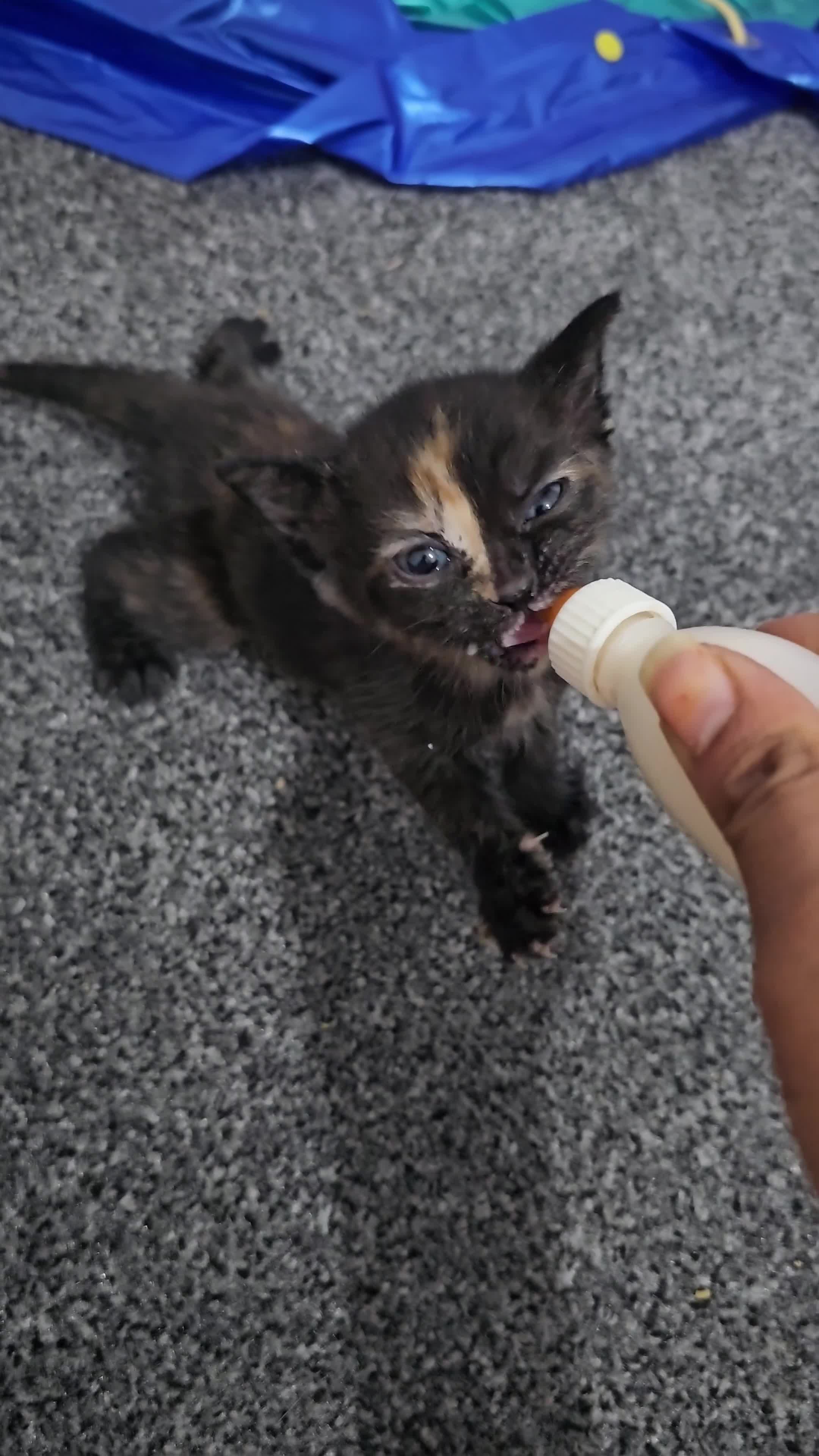 Domestic Shorthair cats for sale: Kittens for sale  in Ilford - Video 5