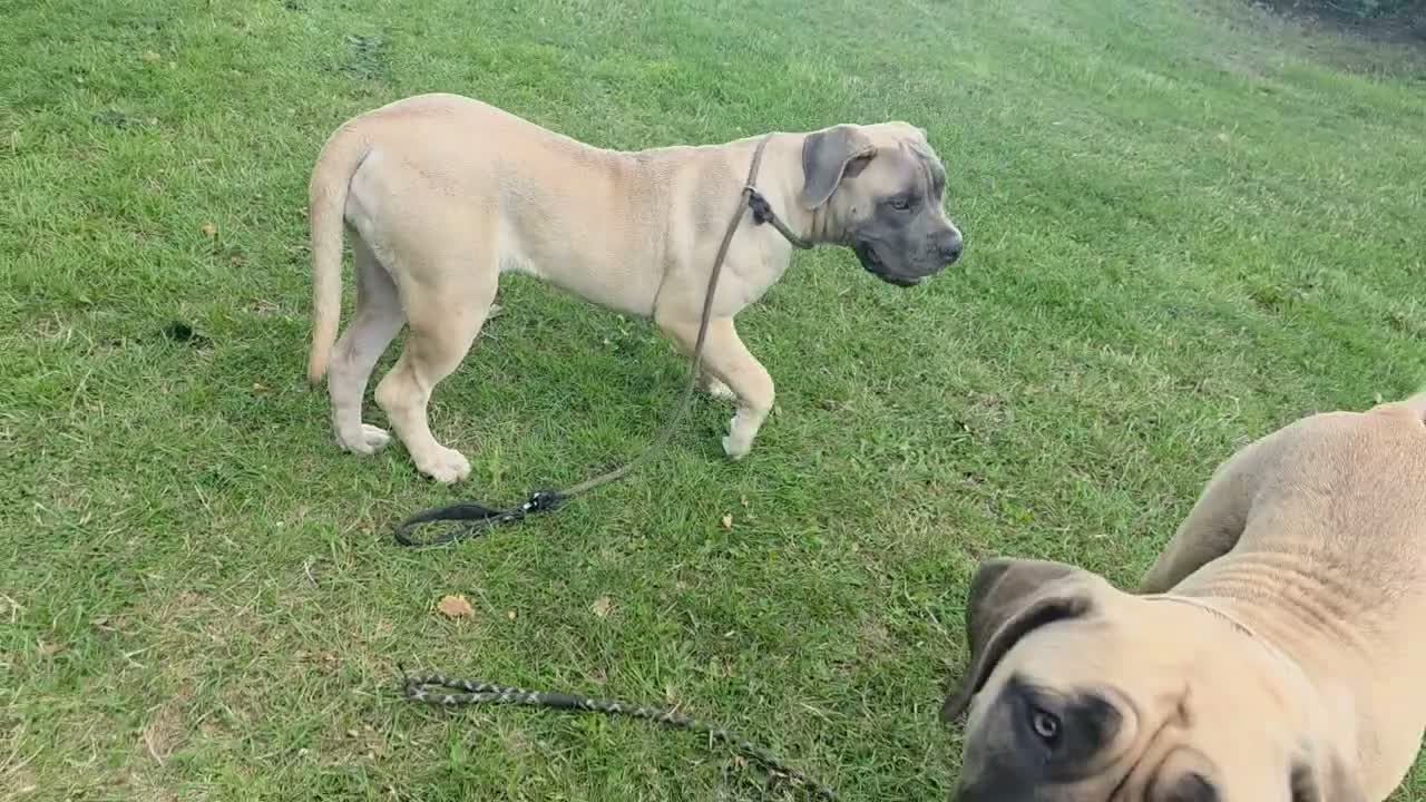 Boerboel dogs for sale: SABBS REGISTERED KENNEL - Video 2