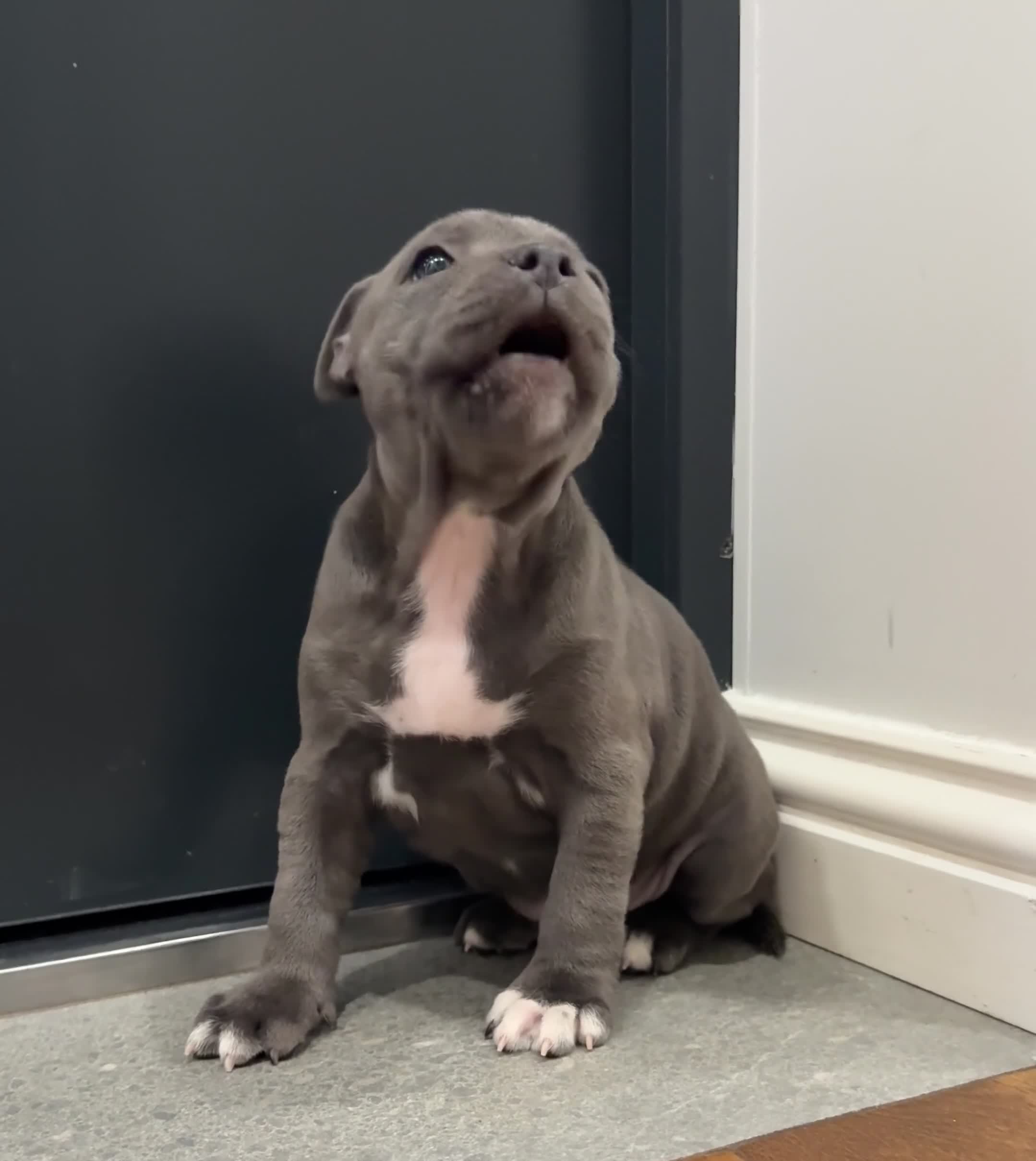 Staffordshire Bull Terrier dogs for sale: ❗️Adorable Staffy Puppies for Sale❗️ - Video 3