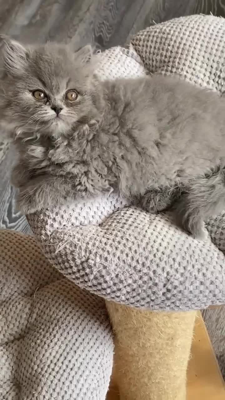 British Longhair cats for sale: Lovely blue longhair male  - Video 1
