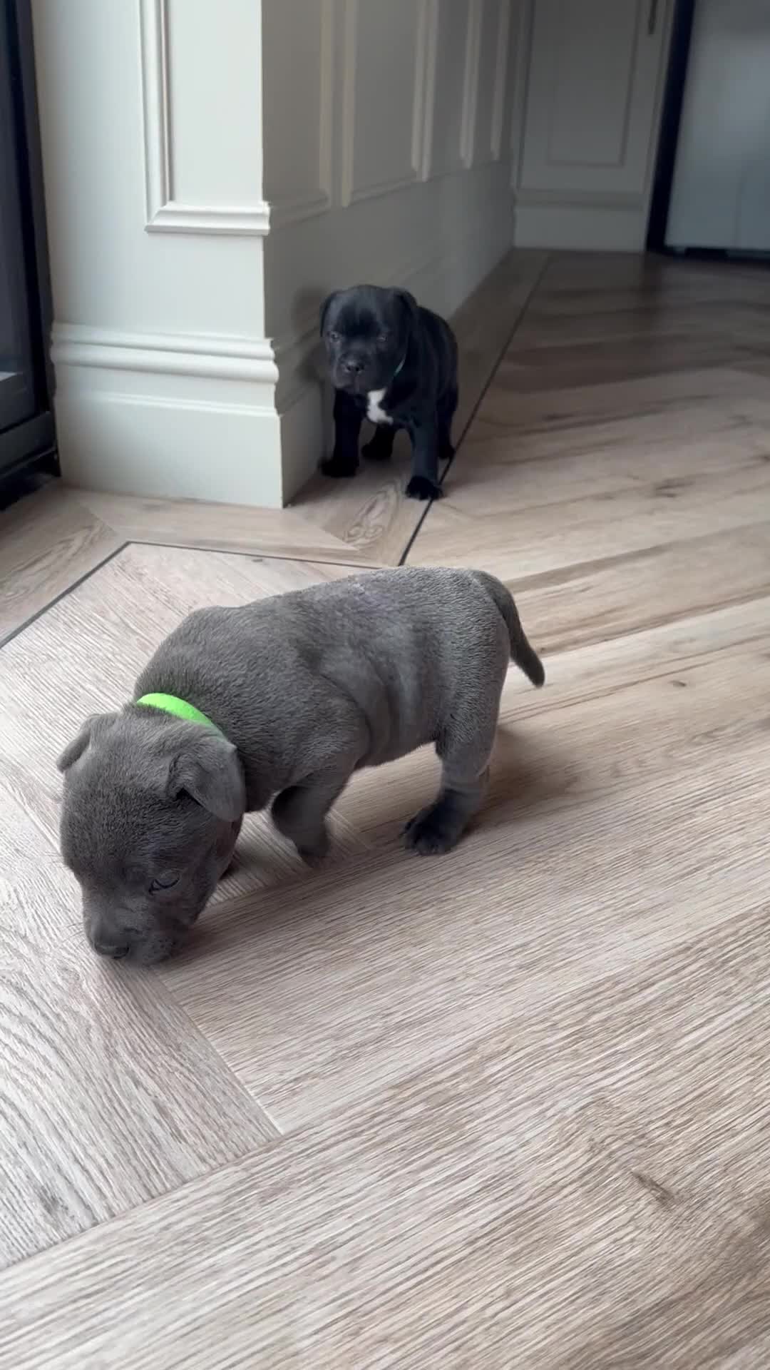 Staffordshire Bull Terrier dogs for sale: 💙 champion Staffordshire bull terriers for sale💙 in Durham - Video 2