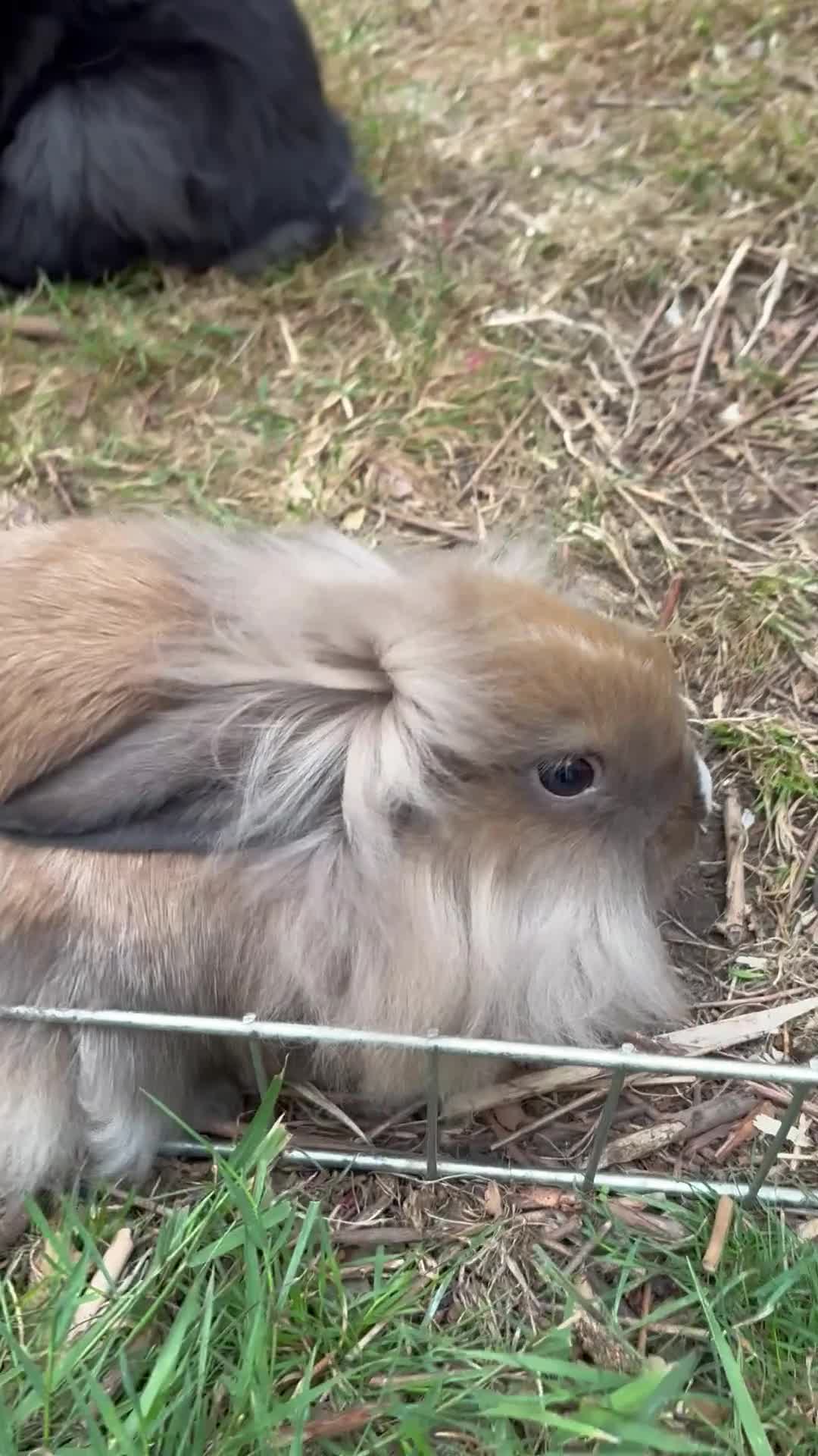 Lionhead rabbits for sale: REDUCED: 2 beautiful baby rabbits for sale - Video 1