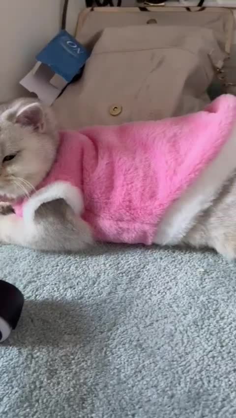 British Shorthair cats for sale: British short hair  - Video 2