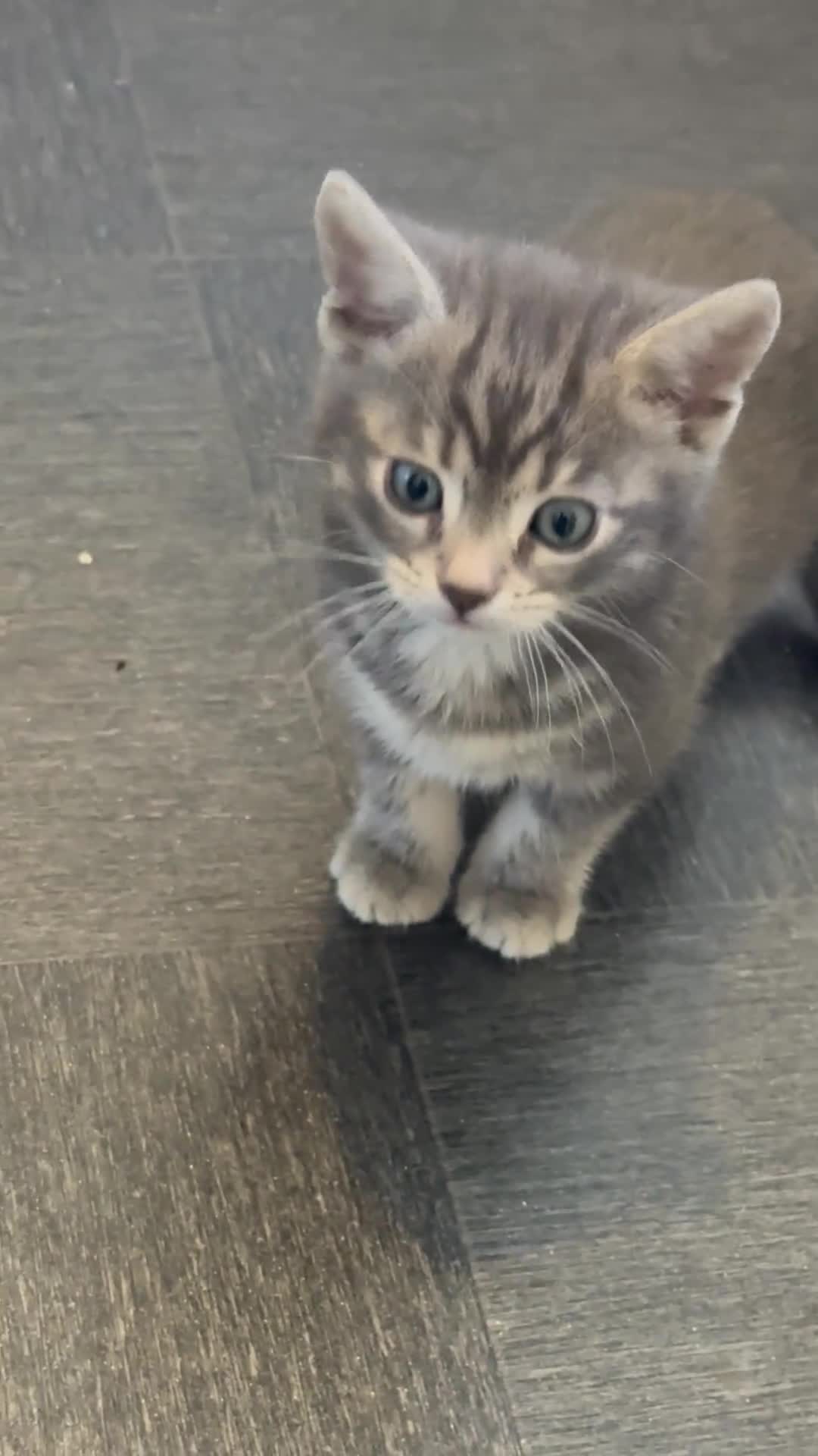 Mixed Breed cats for sale: Kittens for sale - Video 2