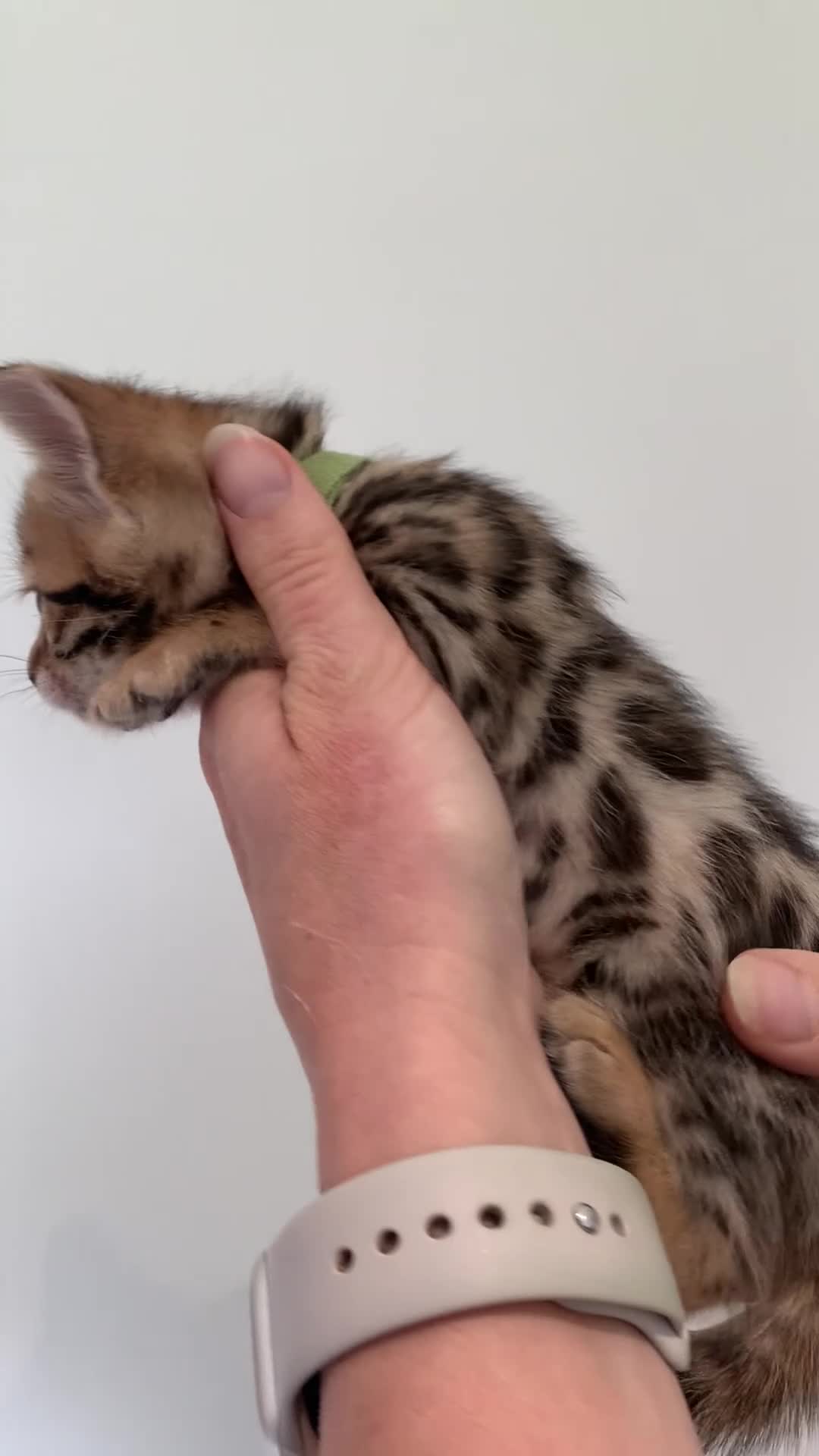 Bengal cats for sale: Best Bengal kittens in the U.K.  - Video 1