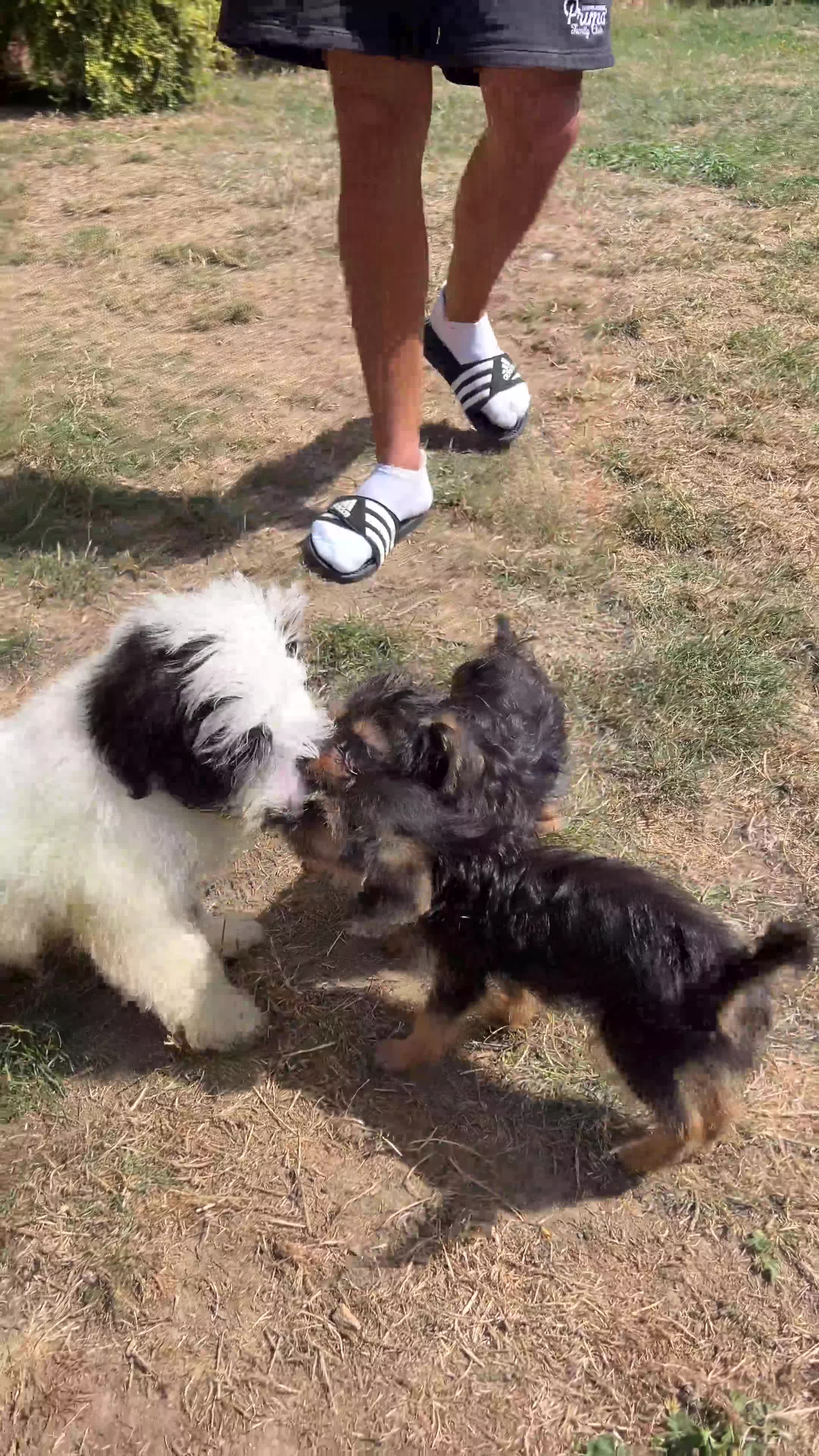 Mixed Breed dogs for adoption: Sweet Teddy is Ready For Adoption! 12 Weeks Old - Video 1