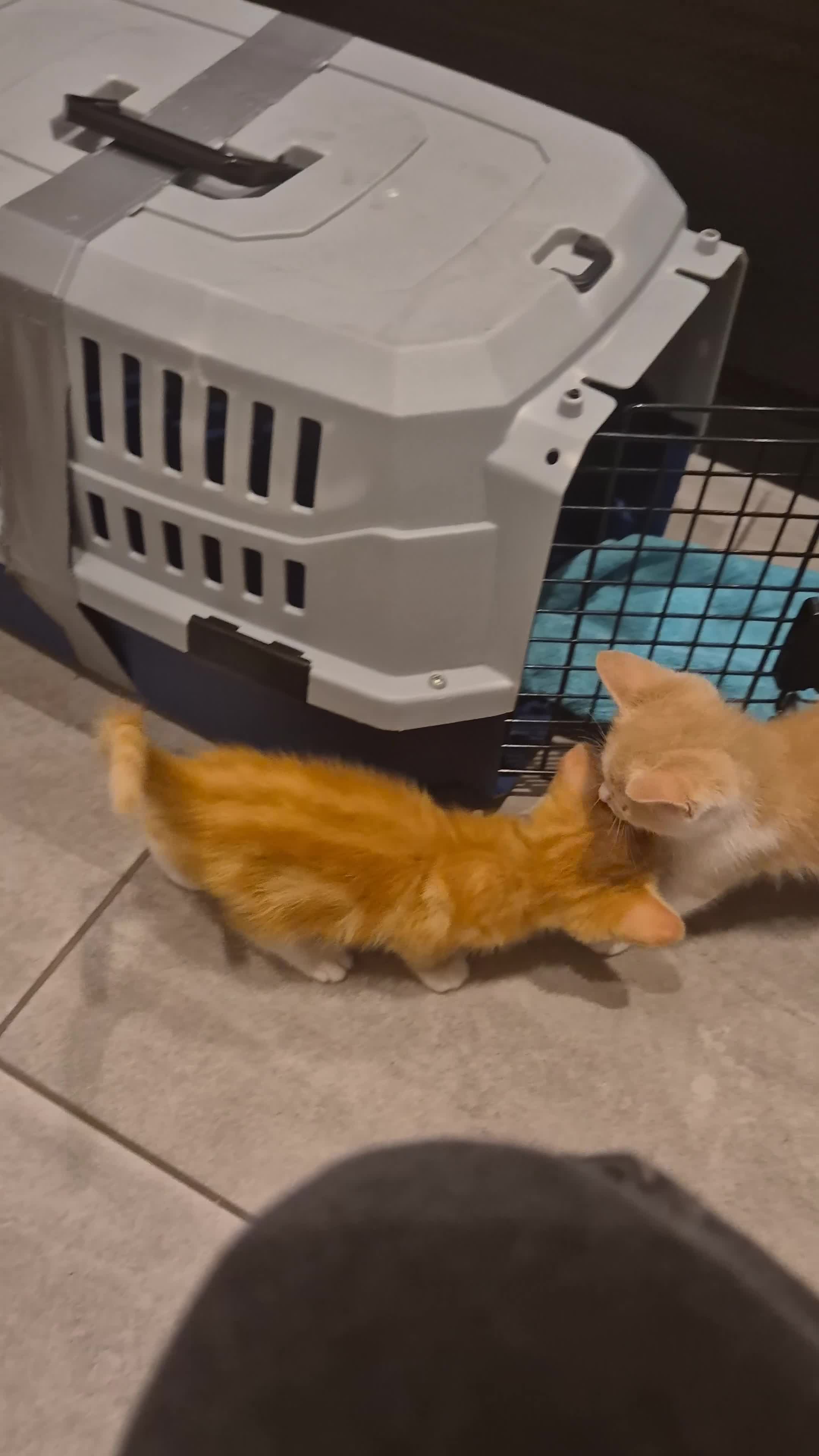 Mixed Breed cats for sale: Two adorable ginger babies needing a new home - Video 1