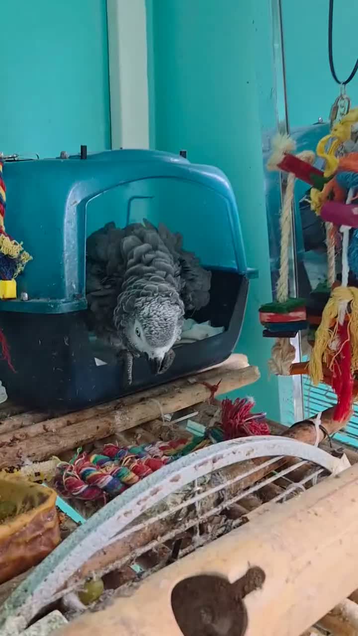 Parrots birds for sale: African Grey  - Video 2
