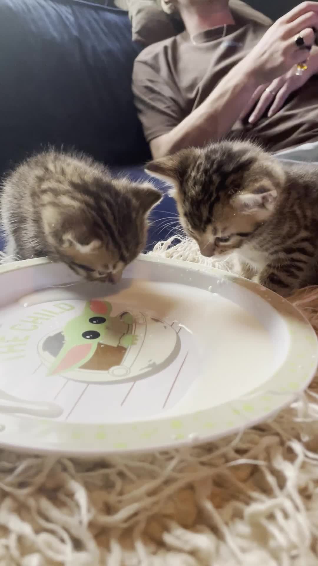 Mixed Breed cats for sale: 7 Half Snow Bengal kittens - Video 2