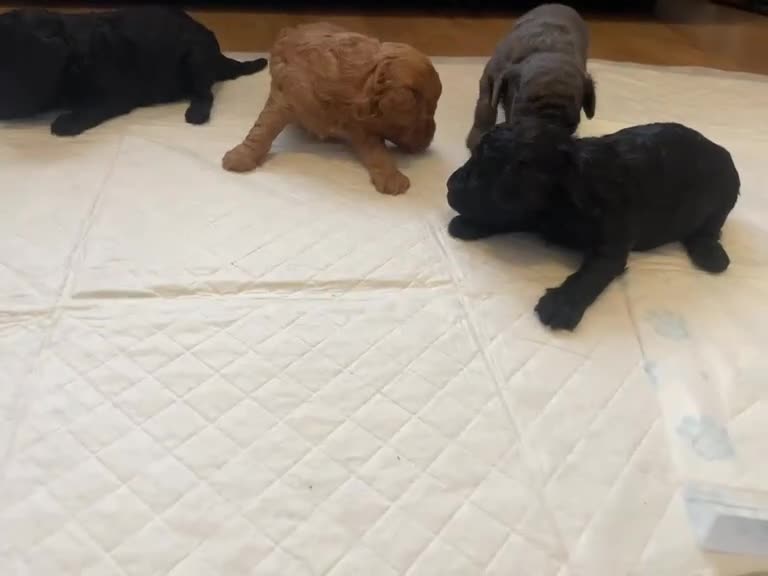 Toy Poodle dogs for sale: Ready to leave from 21st July 2x Gorgeous girls   - Video 2