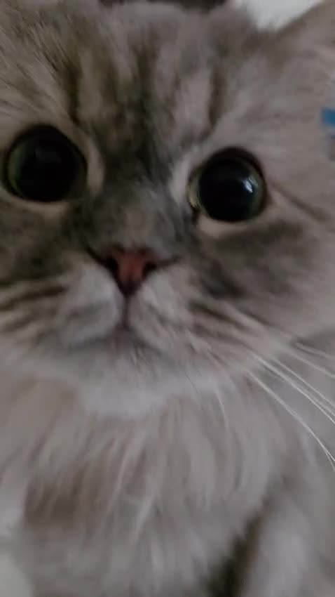 Mixed Breed cats for adoption: Meg & Hercules  - Video 1