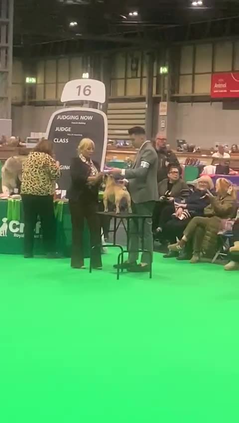 French Bulldog dogs for stud: Championship Lines French Bulldog For Stud in Holywell - Video 1