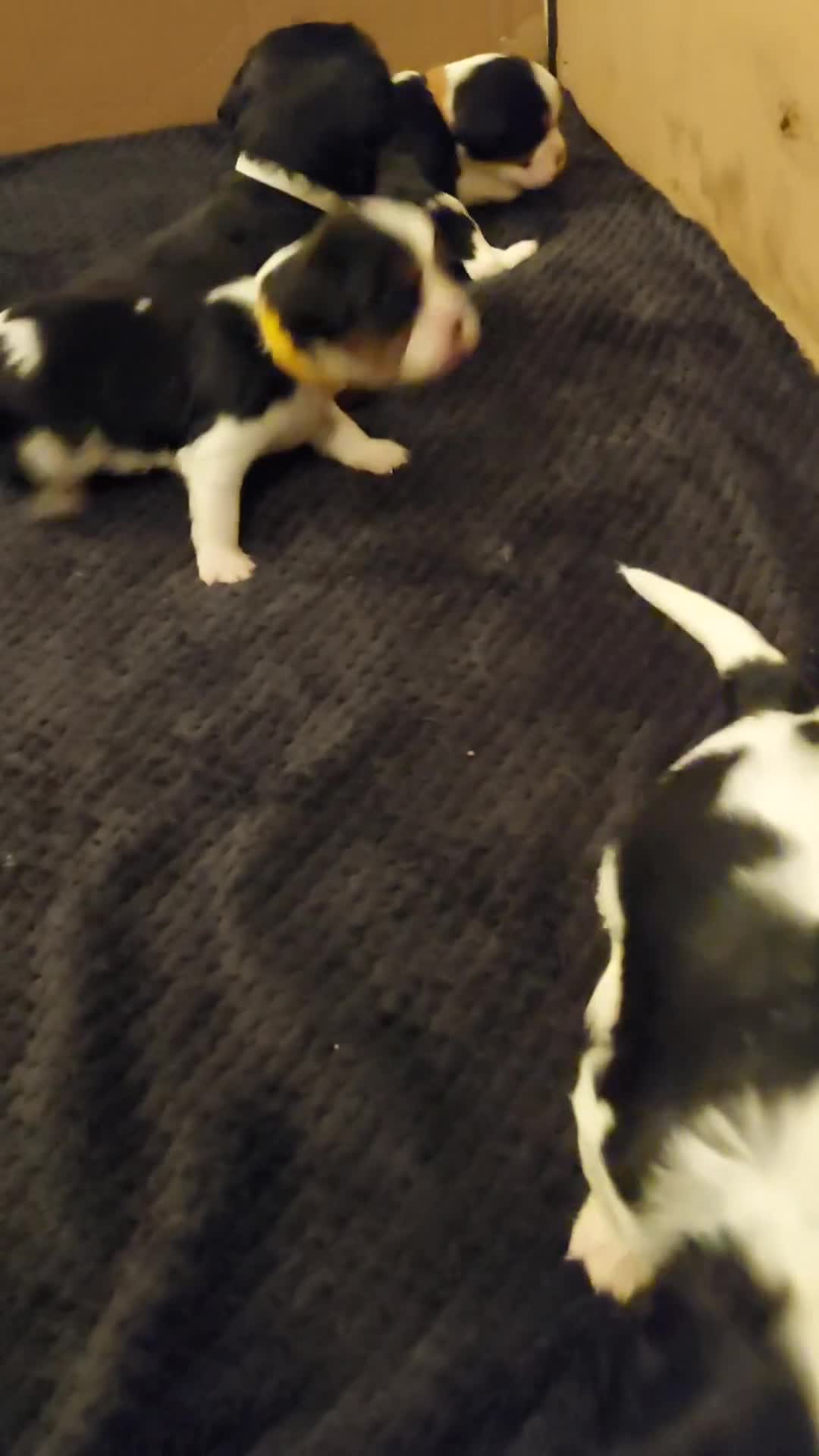 Cavalier King Charles Spaniel dogs for sale: GREAT QUALITY CKCS PUPPIES ( DWKC REGISTERED)/DNA - Video 1